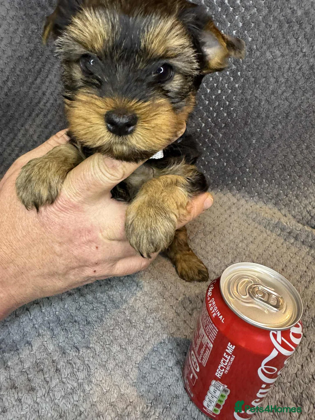 Yorkshire Terrier dogs for sale: For sale miniature Yorkshire terrier  - Advert 8