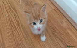 Mixed Breed cats for sale: Only black boy left, ready to leave now❤️ - Image 7