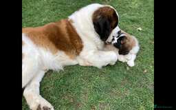 Saint Bernard dogs for sale: Stunning KC reg Saint Bernard puppies  - Image 28