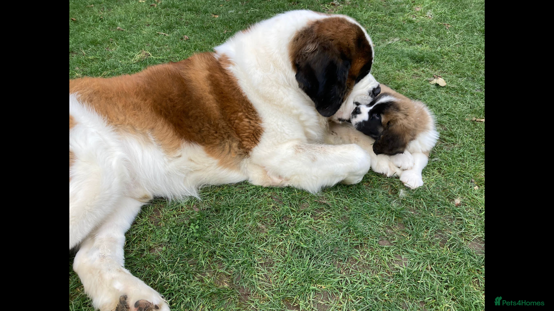 Saint Bernard dogs for sale: Stunning KC reg Saint Bernard puppies  - Image 28