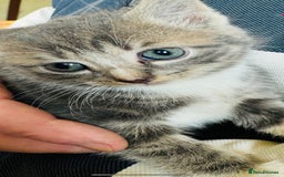 British Shorthair cats for sale: Beautiful kittens for sale - Image 6