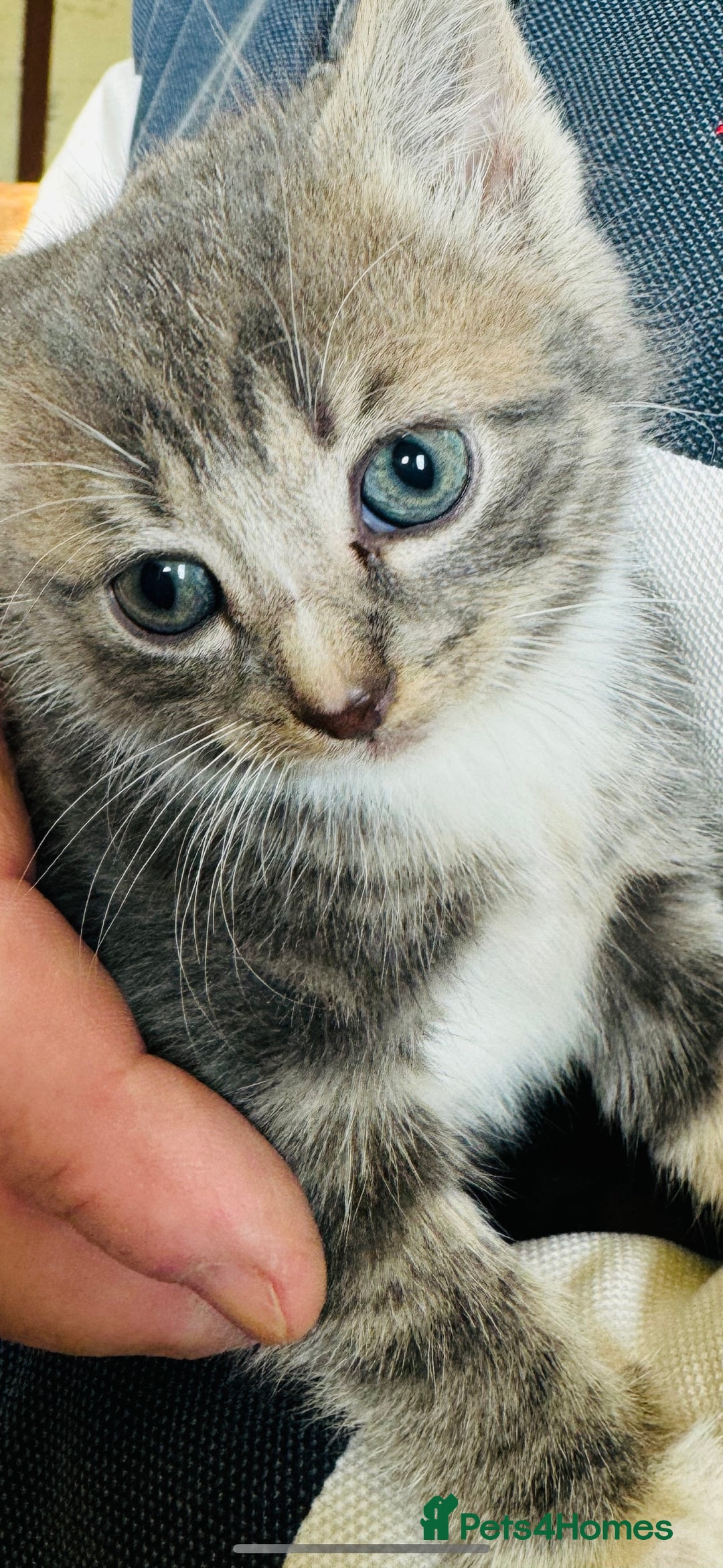 British Shorthair cats for sale: Beautiful kittens for sale - Image 6