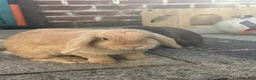 Mini Lop rabbits for sale: Beautiful Chocolate & Beige Mini Lops  - Advert 4