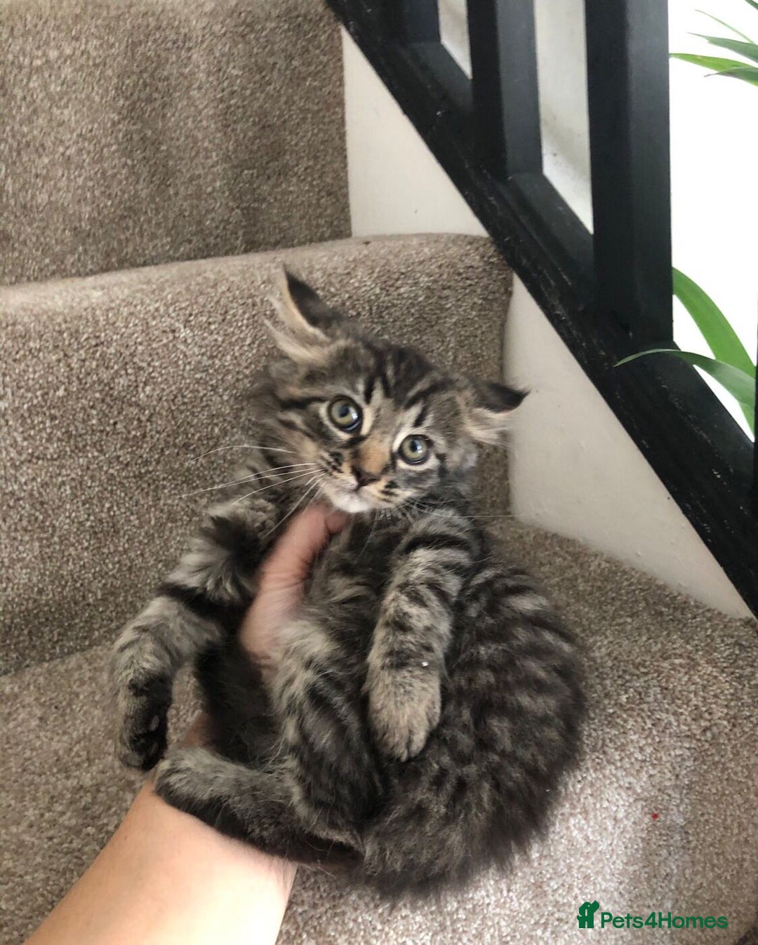 Mixed Breed cats for sale: Gorgeous Tabby Girl Kittens Ready  - Image 3