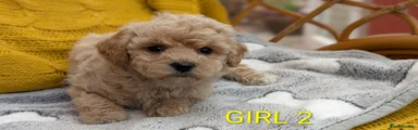 Poochon Puppy 2