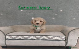 Poochon dogs for sale: Poochon puppies - Image 3