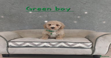 Poochon dogs - Advert 2
