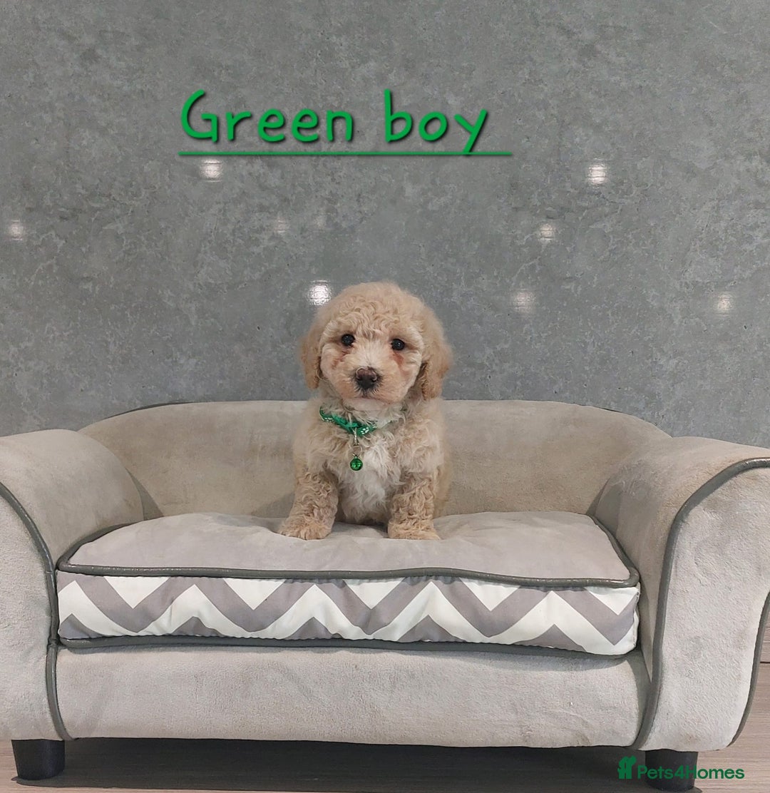 Poochon dogs for sale: Poochon puppies - Image 3