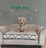 Poochon dogs - Advert 6