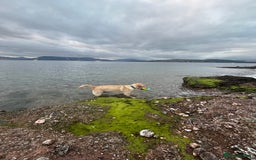 Labrador Retriever dogs for stud: Skippio is ready for stud ♥️ - Image 8