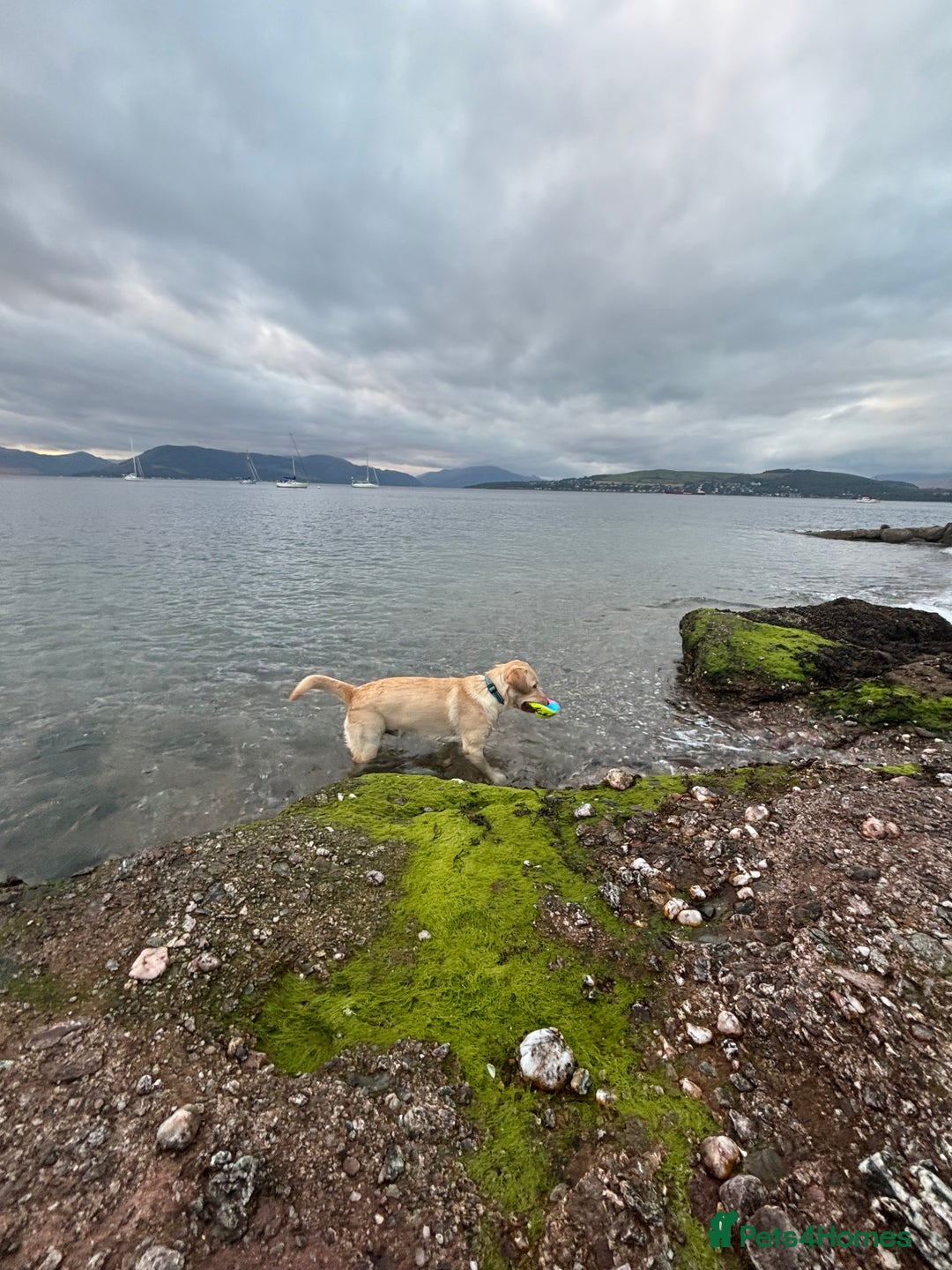 Labrador Retriever dogs for stud: Skippio is ready for stud ♥️ - Image 8