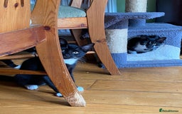 Mixed Breed cats for sale: 2 boys 1 girl left (free) - Image 30