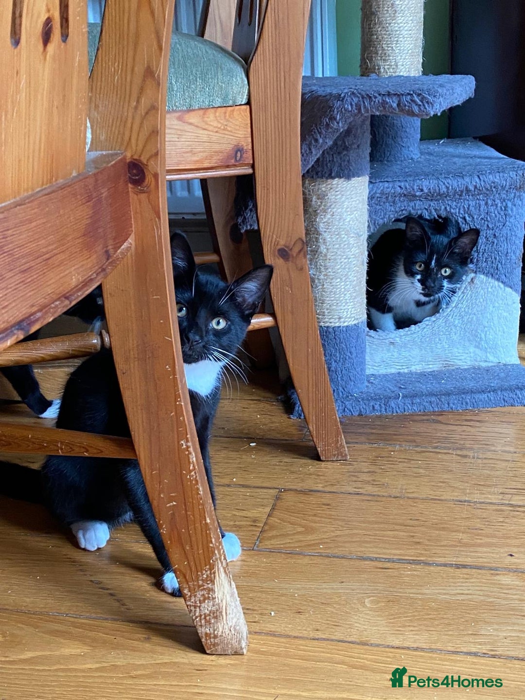 Mixed Breed cats for sale: 2 boys 1 girl left (free) - Image 30