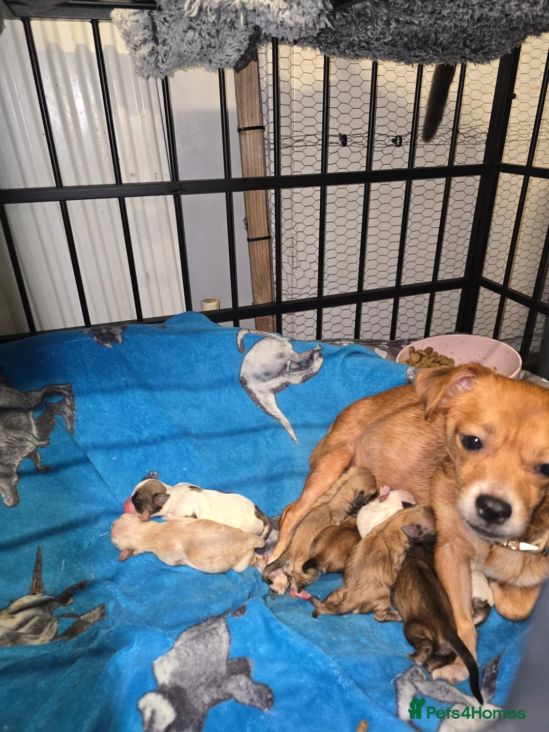 Mixed Breed dogs for sale: Puppys in Hull - Advert 1