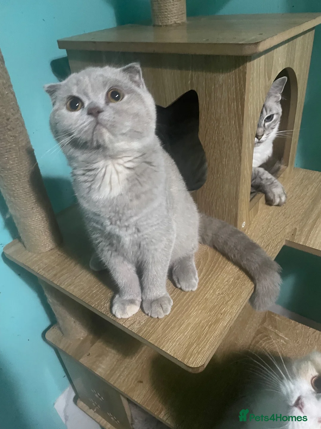 Scottish Fold cats for sale: SCOTISH FOLD FEMALE - Advert 6