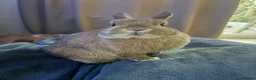 Netherland Dwarf rabbits for sale: Neverland Dwarf Bonded Pair - Advert 3