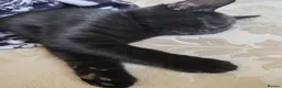 Mixed Breed cats for sale: FEMALE BLACK KITTEN READY TO LEAVE  - Advert 2
