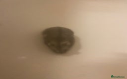Hamster rodents for sale: Hamster - Image 4