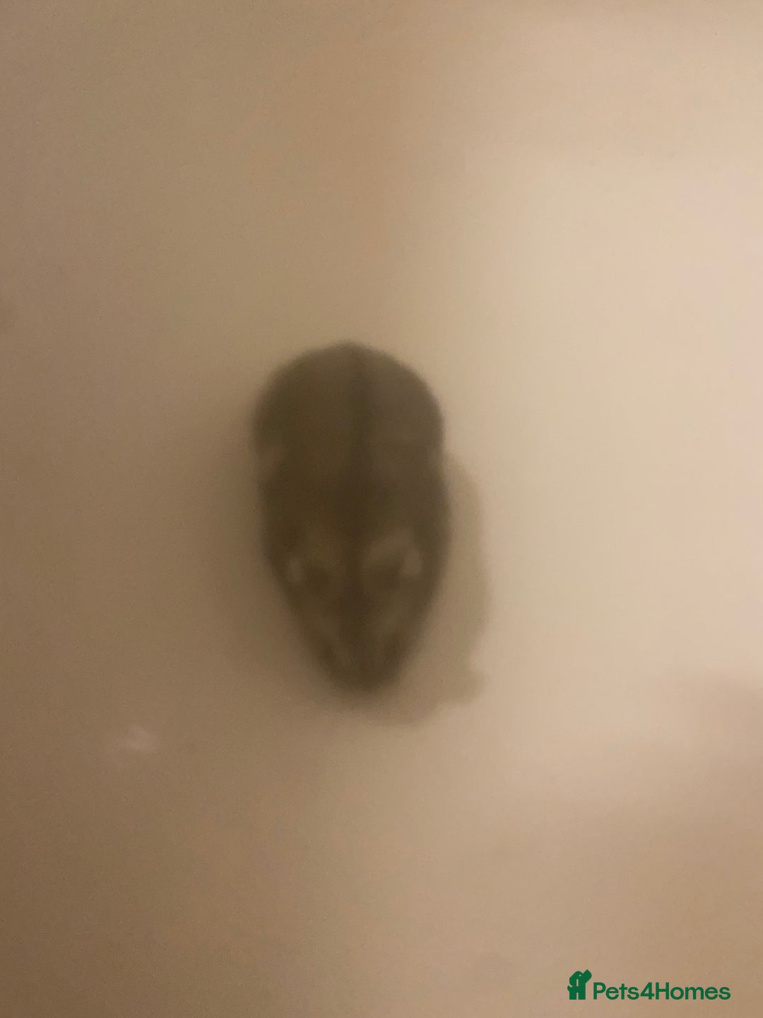 Hamster rodents for sale: Hamster - Image 4
