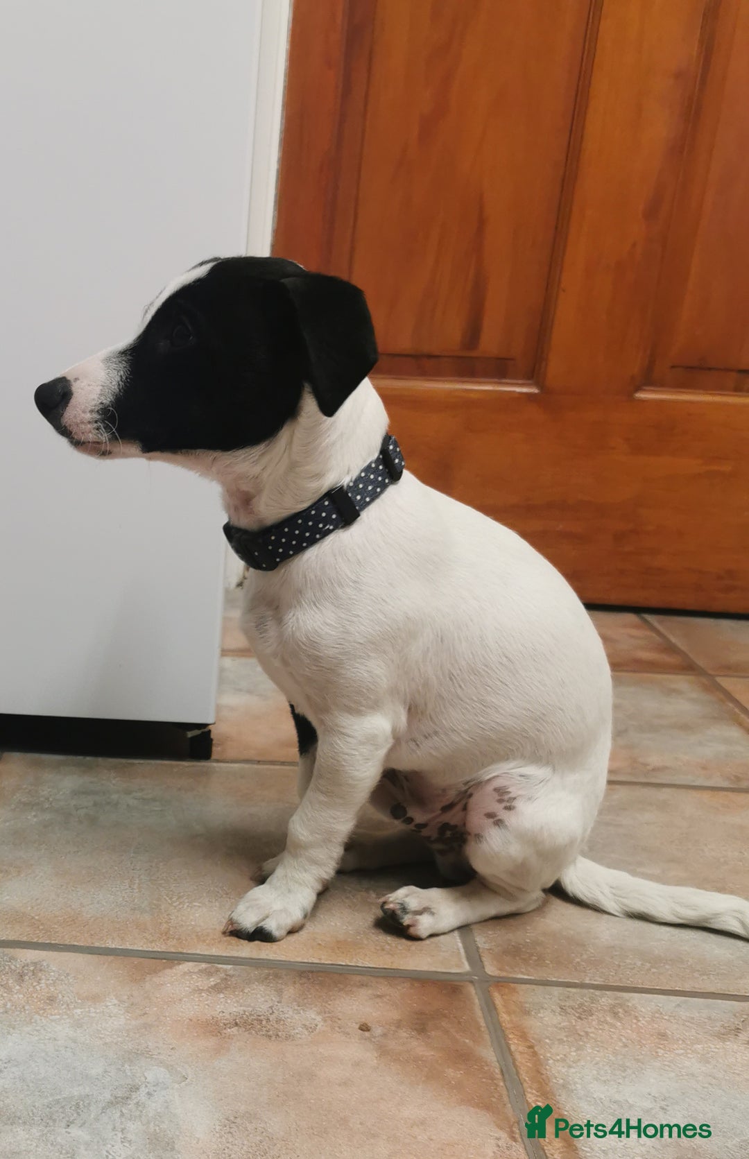 Jack Russell dogs for sale: Male jack russell - Image 8