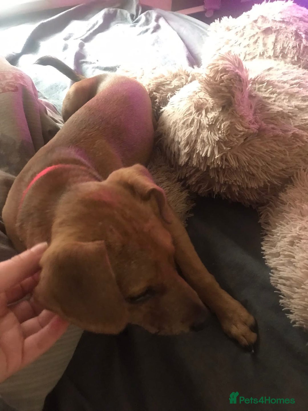 Mixed Breed dogs for sale: Alfie - Advert 19