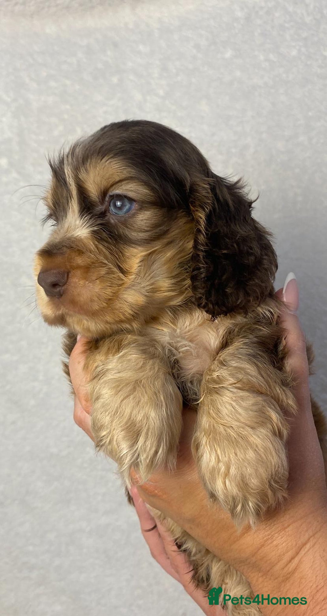 Cocker Spaniel dogs for sale: Show type cocker spaniels  - Image 8