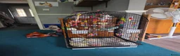 Parakeets birds for sale: Heart breaking sale - Advert 2