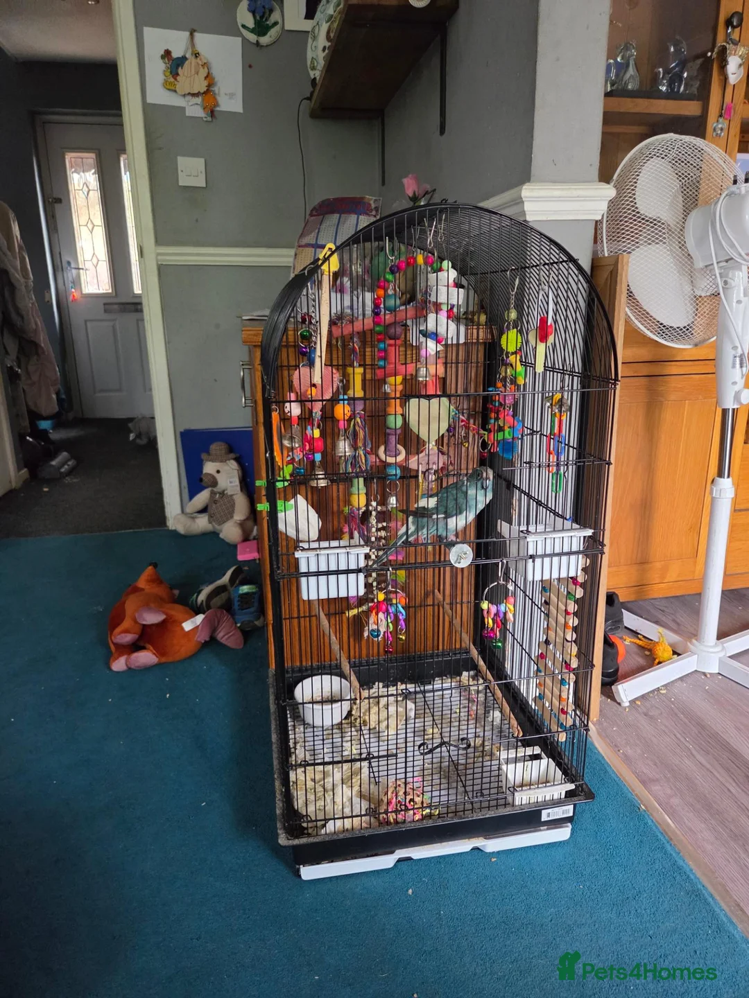 Parakeets birds for sale: Heart breaking sale - Advert 2