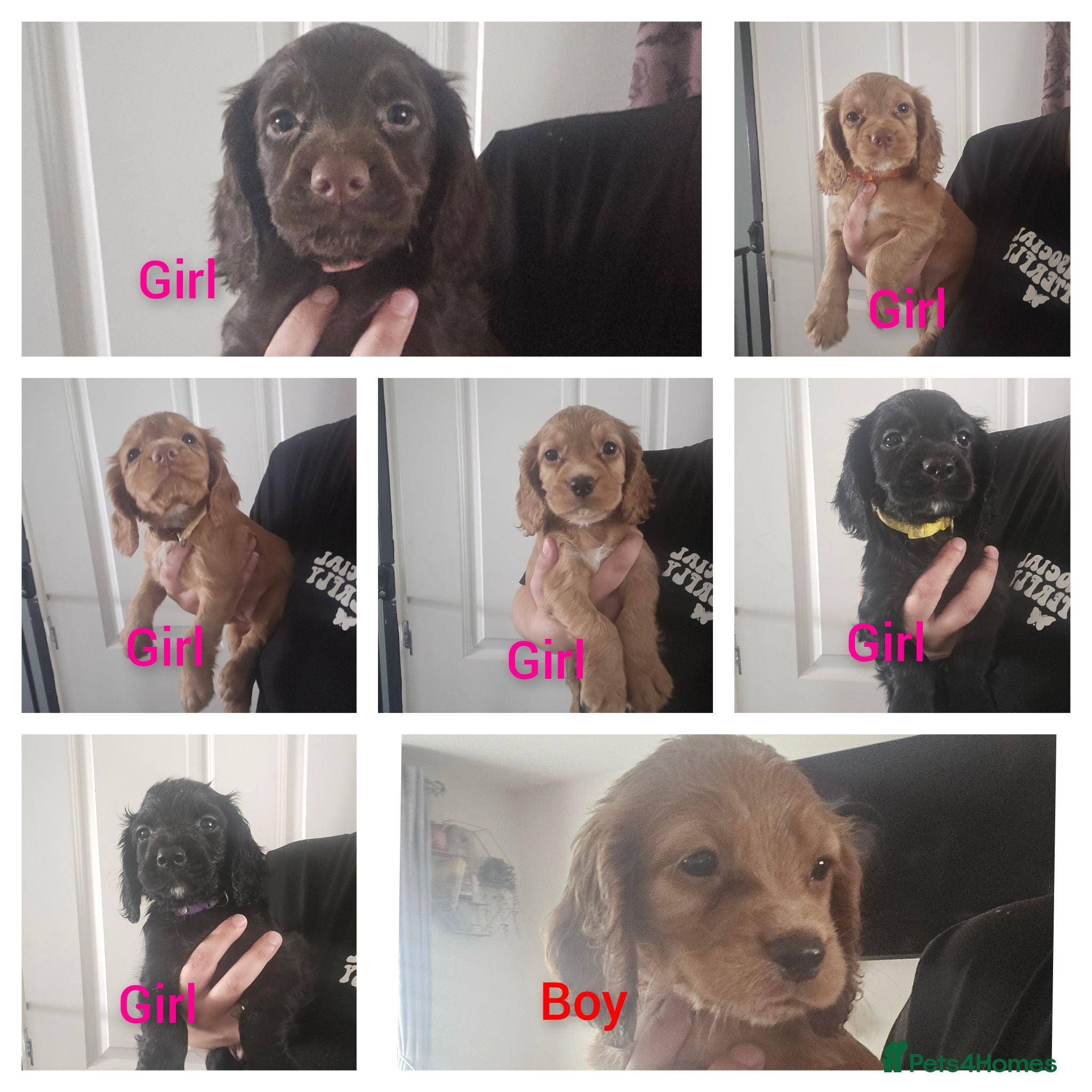 Cocker Spaniel dogs Working Cocker spaniel pups - Advert 1