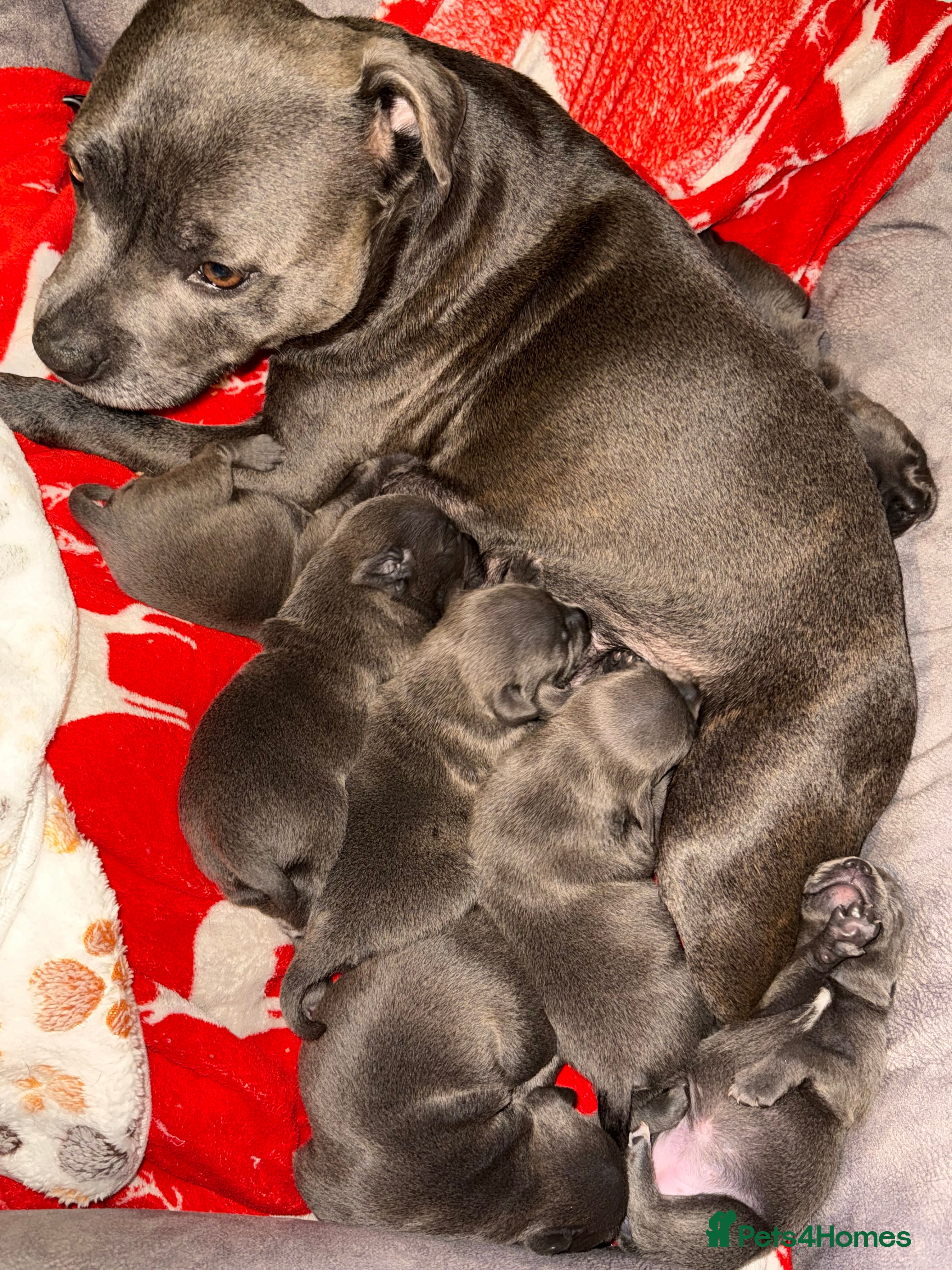 Staffordshire Bull Terrier dogs Exceptional blue staffies - Advert 6