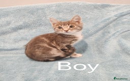 Mixed Breed cats for sale:  GREY BOY VIDEOS - Image 6