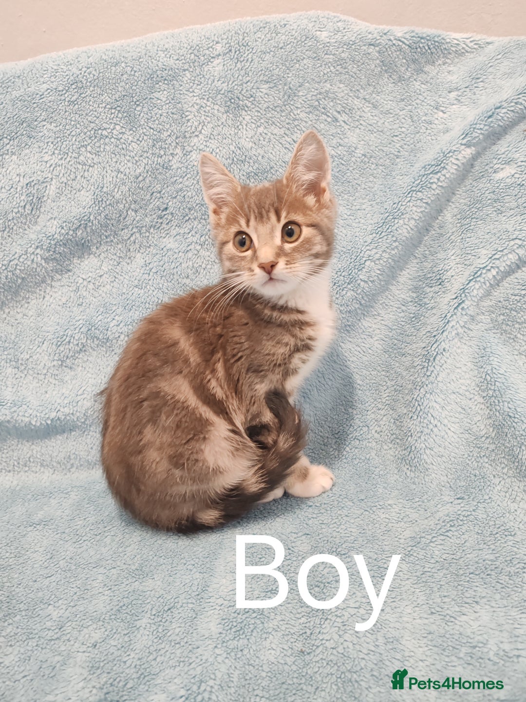 Mixed Breed cats for sale:  GREY BOY VIDEOS - Image 6