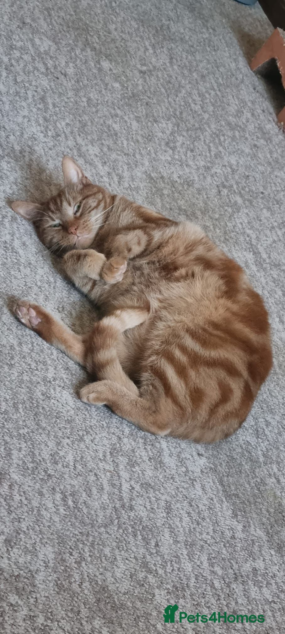 Mixed Breed cats Gorgeous Male Adult Cats, Milo and Freddie - Advert 10