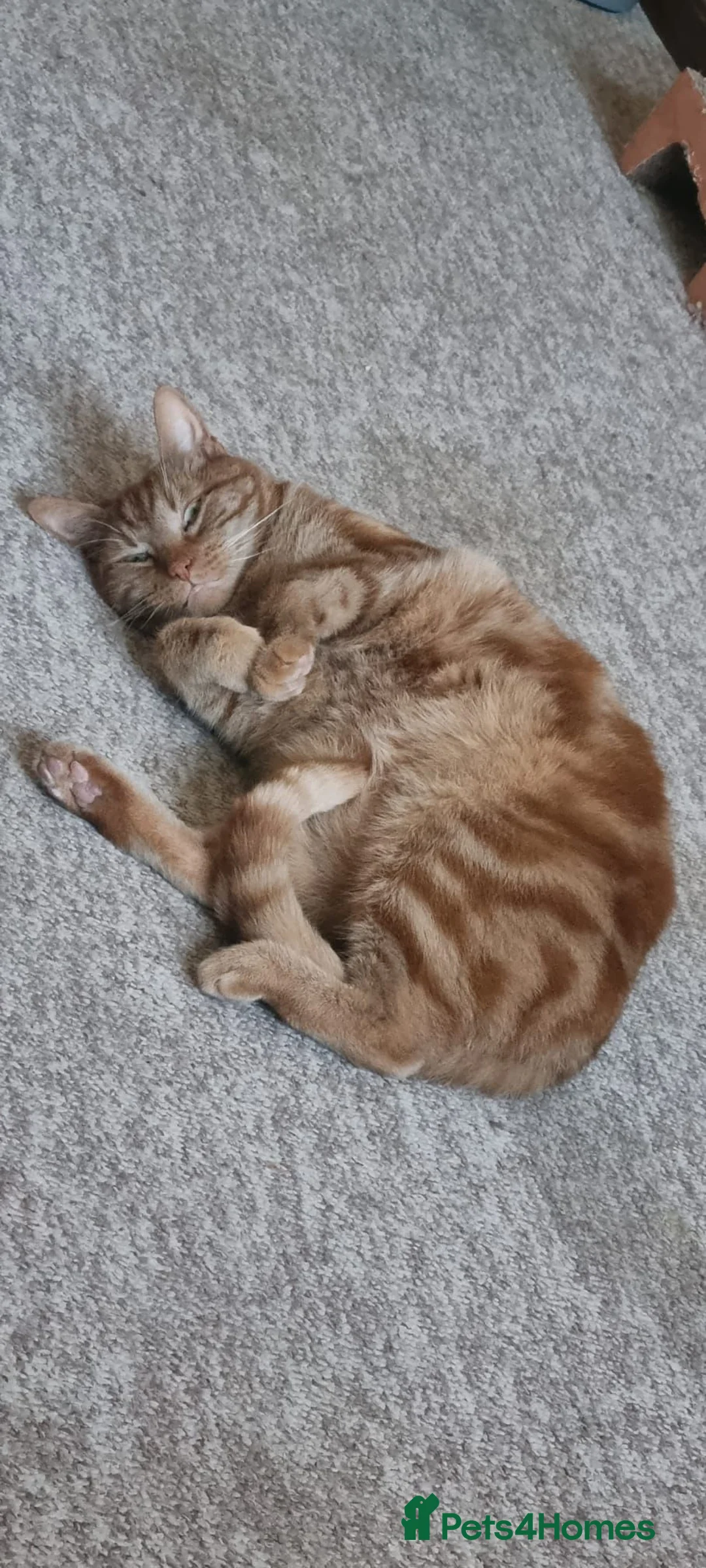 Mixed Breed cats for sale: Gorgeous Male Adult Cats, Milo and Freddie - Advert 1