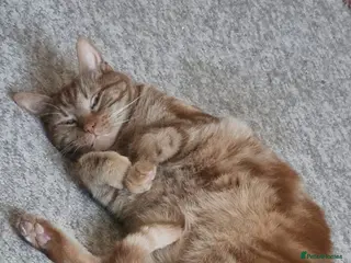 Mixed Breed cats Gorgeous Male Adult Cats, Milo and Freddie - Advert 3