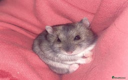 Hamster rodents for sale: Bonnie- 5m/o female Russian dwarf hamster  - Image 1