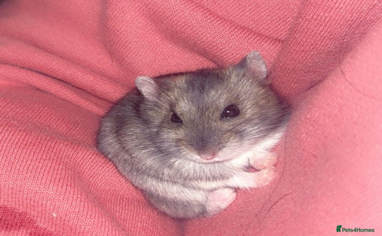 Hamster rodents - Advert 1