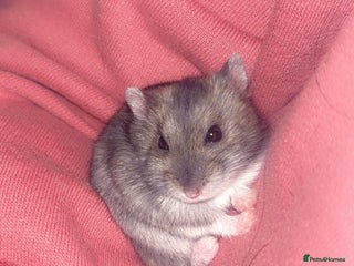 Hamster rodents - Advert 27