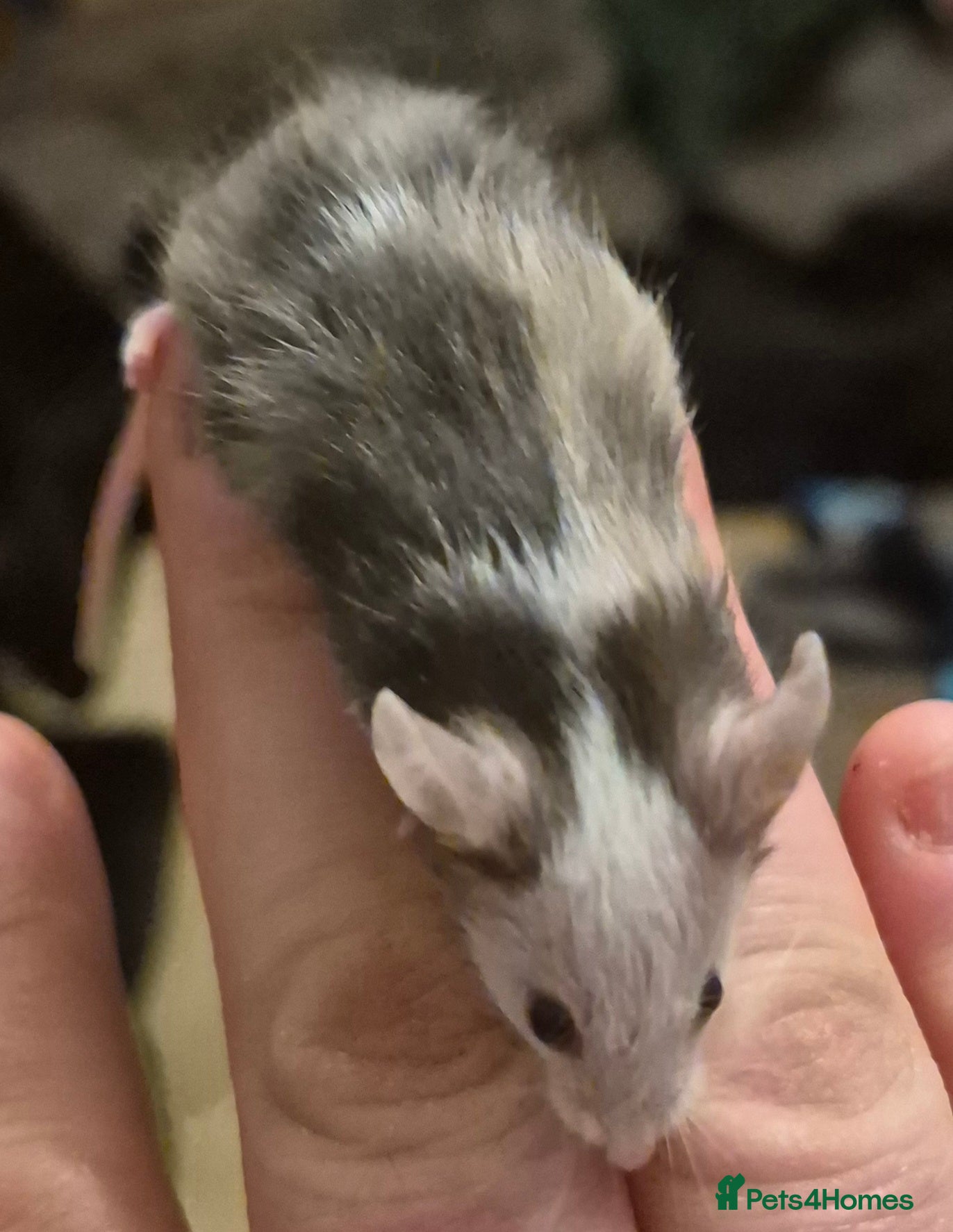 Mouse rodents Adorable Male Baby Fancy Mice - Advert 20