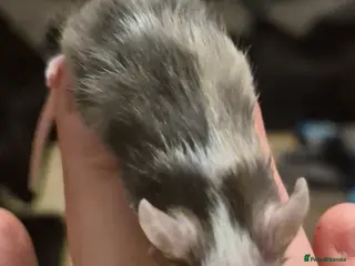 Mouse rodents Adorable Male Baby Fancy Mice - Advert 20