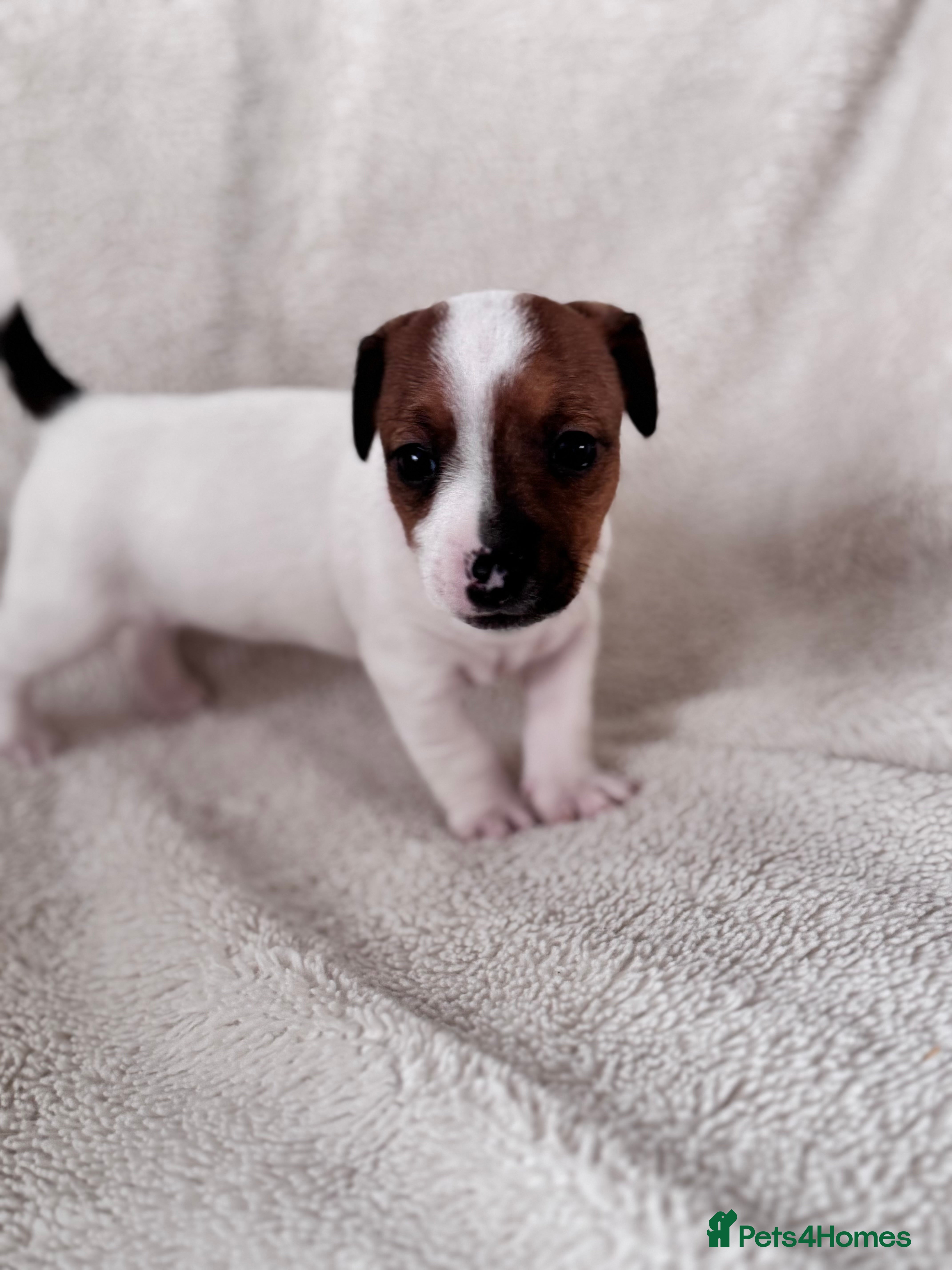 Jack Russell dogs Smooth coated jack russels  - Advert 7