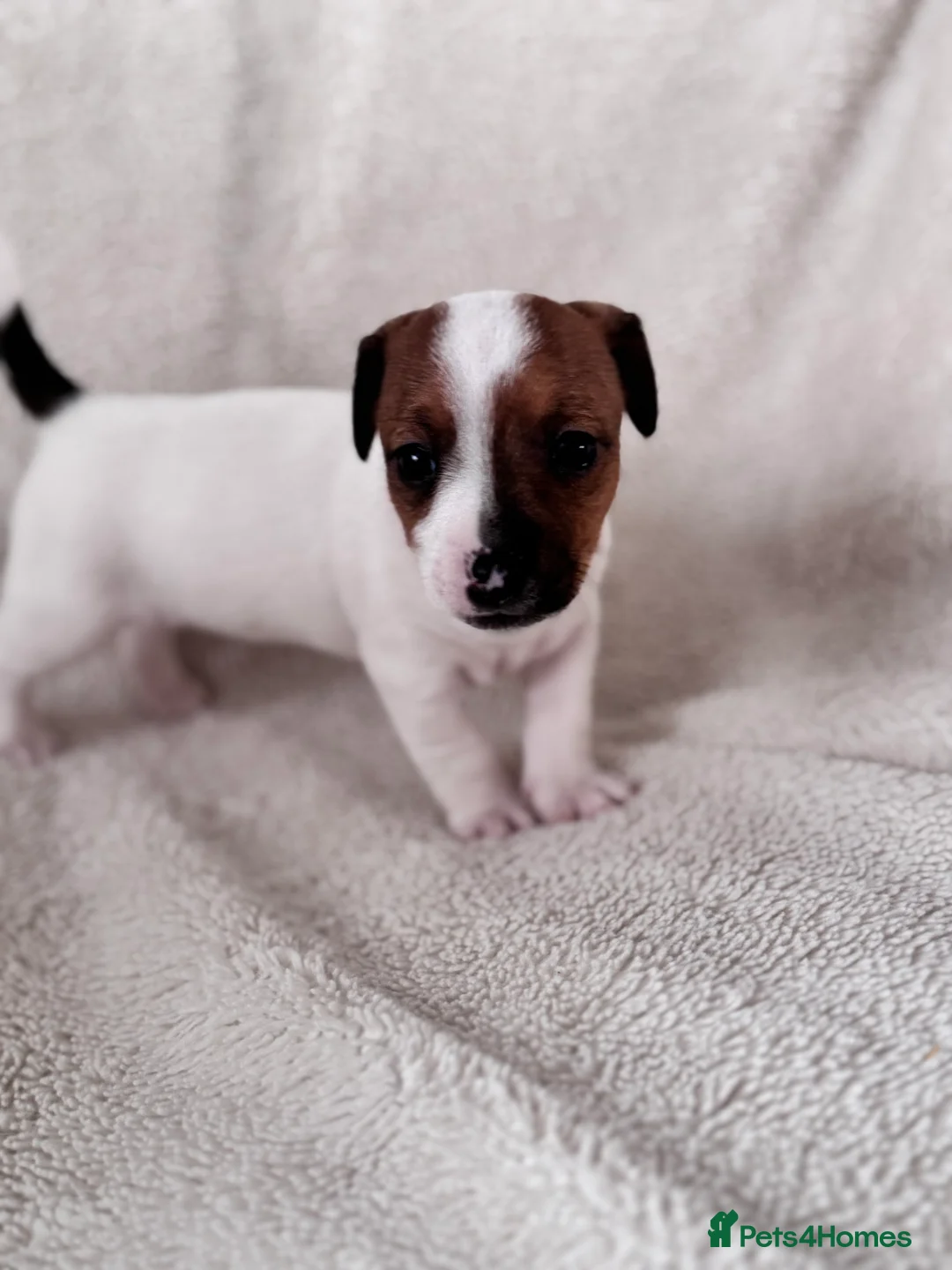 Jack Russell dogs for sale: Smooth coated jack russels  - Advert 1