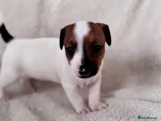 Jack Russell dogs Smooth coated jack russels - Advert 12