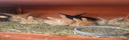 Mixed Breed rabbits for sale: 6 male netherland dwarf x mini lop bunnies - Advert 1