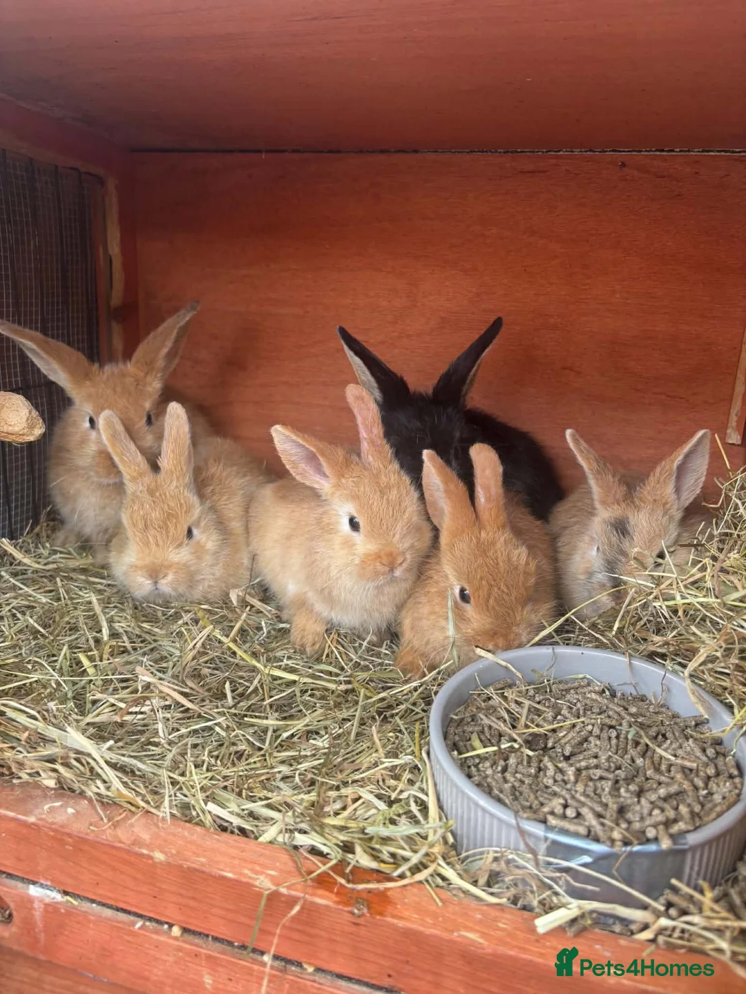 Mixed Breed rabbits for sale: 6 male netherland dwarf x mini lop bunnies - Advert 1
