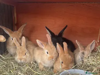 Mixed Breed rabbits 6 male netherland dwarf x mini lop bunnies - Advert 1