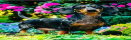 Miniature Dachshund dogs for sale: KC Miniature Dachshunds - Advert 2