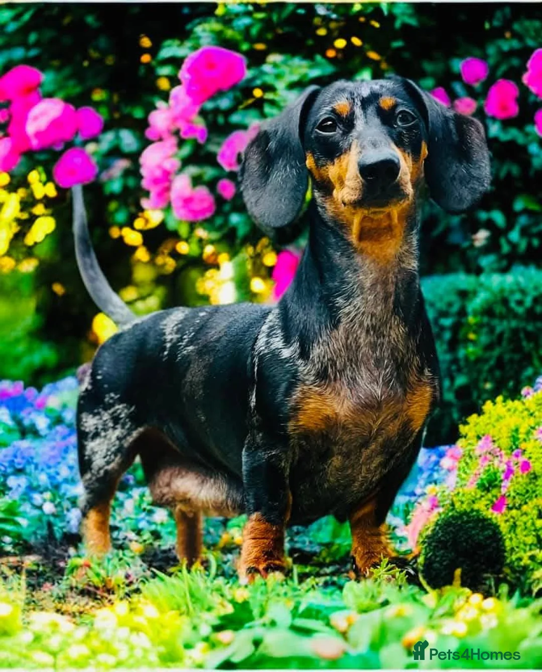 Miniature Dachshund dogs for sale: KC Miniature Dachshunds - Advert 2