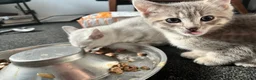 British Shorthair cats for sale: Beautiful BSH kittens  - Advert 9