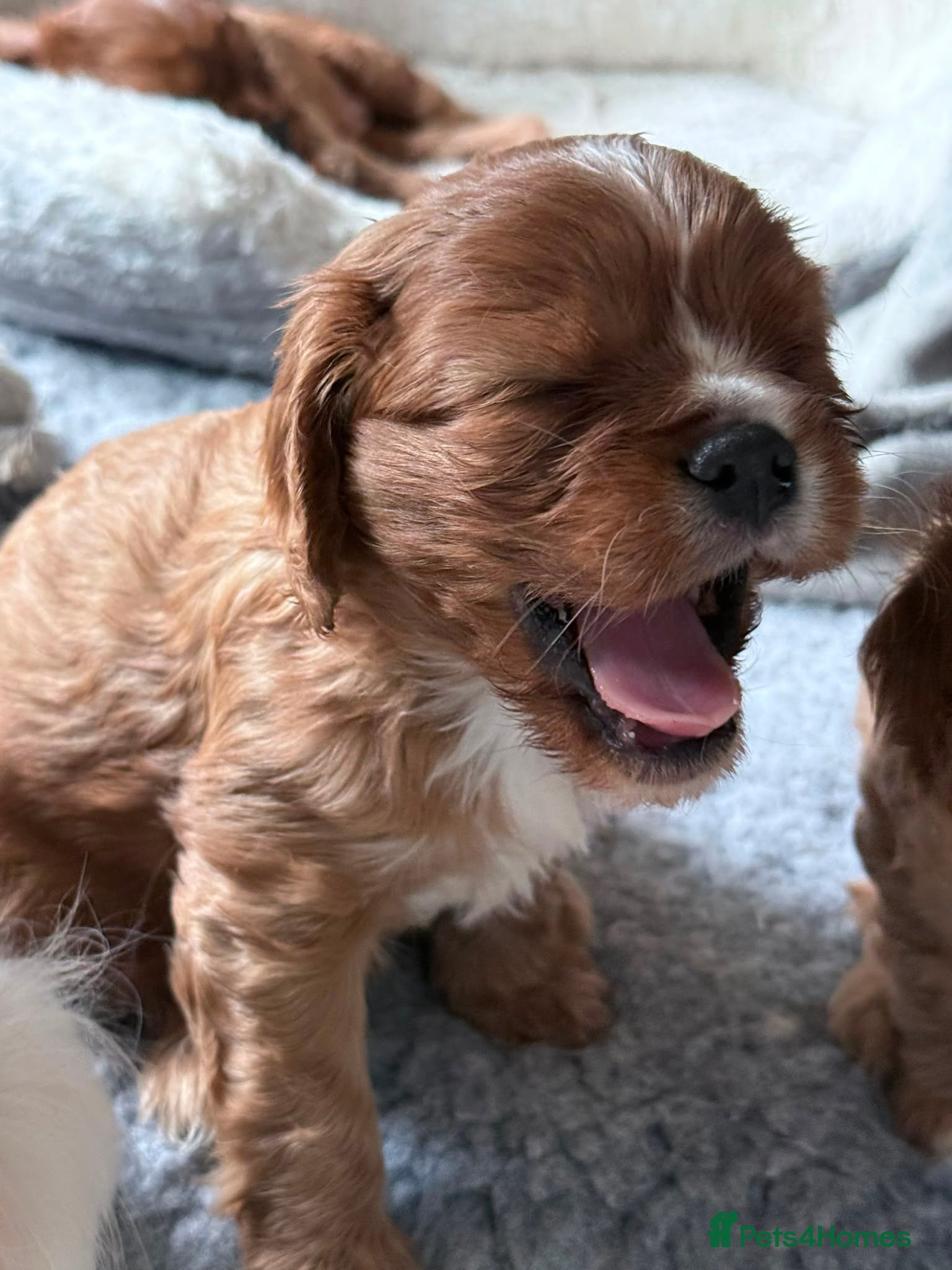 Cavalier King Charles Spaniel dogs Beautiful KC Registered Litter - Advert 2
